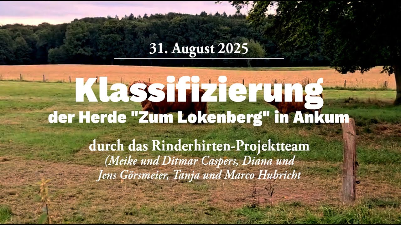 Klassifizierung der Highlandherde in Ankum