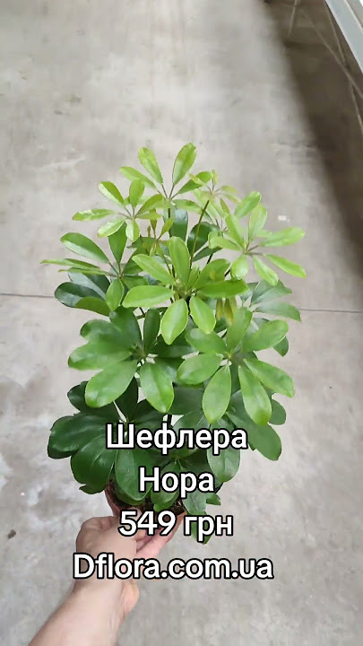шефлера нора dflora.com.ua