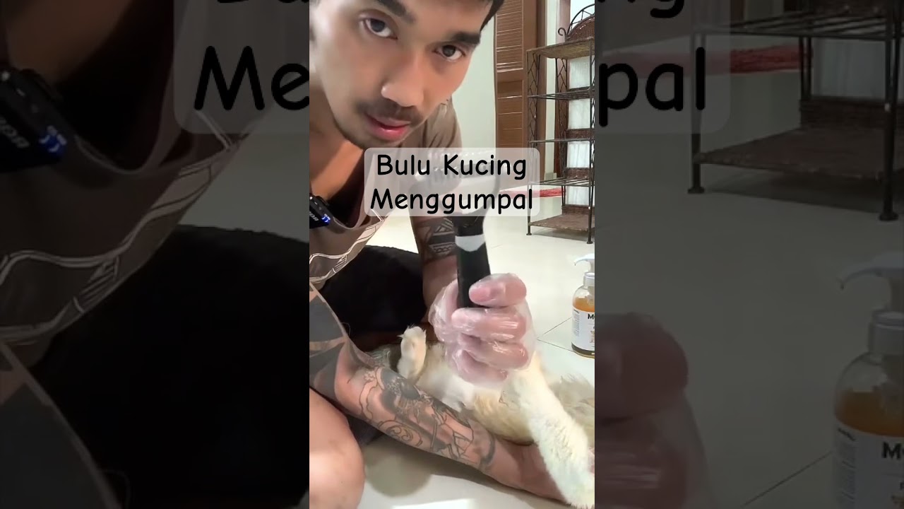 Cara mencabut bulu kucing menggumpal agar tidak terlalu sakit.