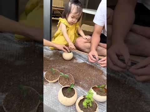 Video Vườn cây của Linh. Trồng cây trong gáo dừa - youtube