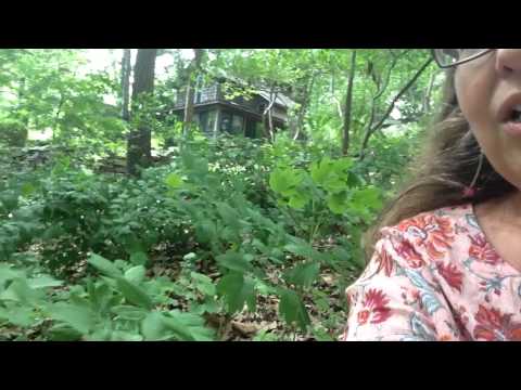Medicinal Minute: Blue Cohosh (Caulophyllum thalictriodes)