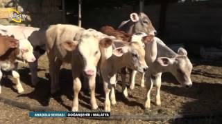 Download lagu ANADOLU SEVDASI MALATYA ANADOLU SEVDASI MALATYA