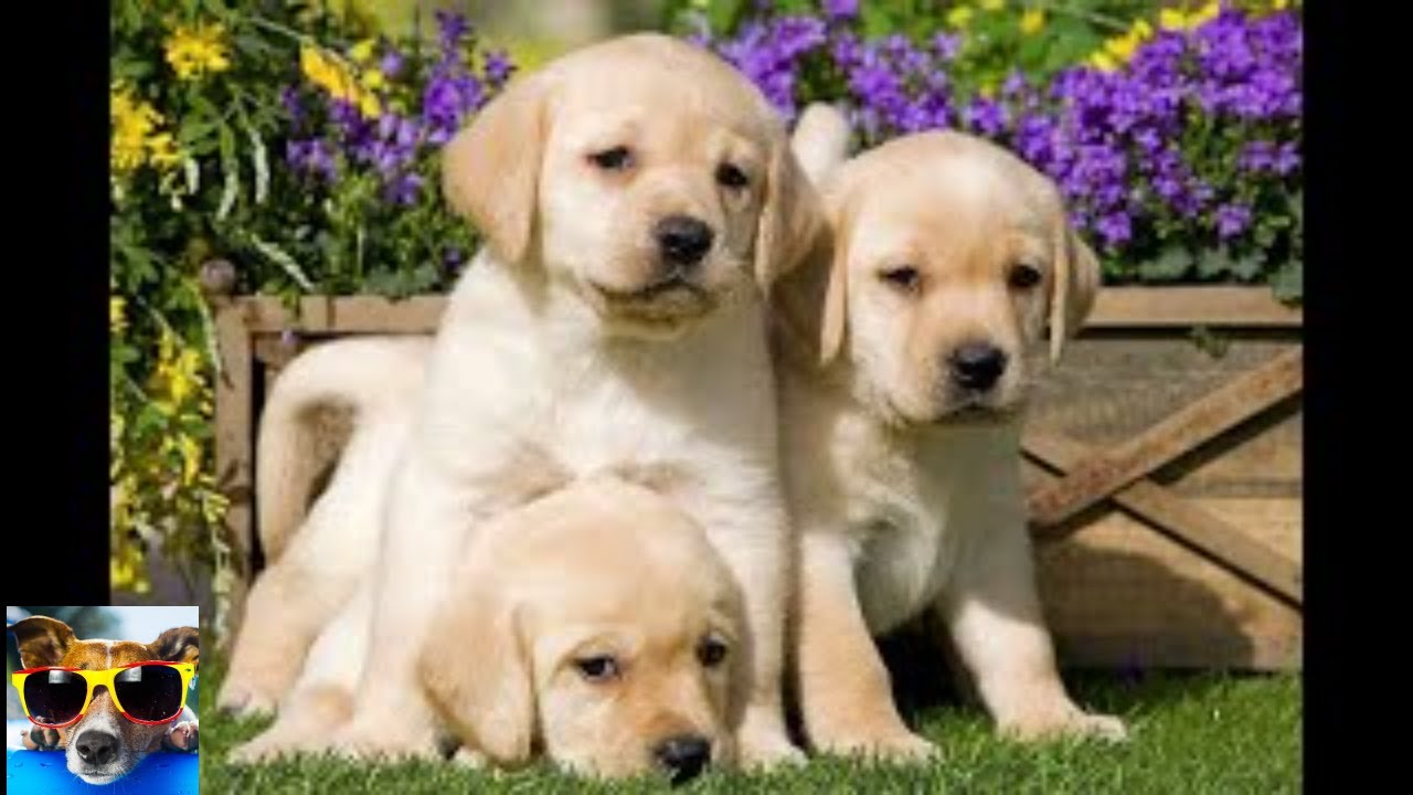 Urgently !!! Watch everyone. Very funny, the funniest videos about animals. | Play and Funny