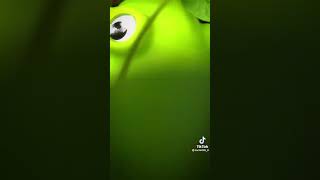 Zach Hill TikTok #7
