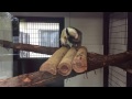 ミナミコアリクイ＠野毛山動物園 の動画、YouTube動画。