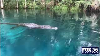 Alligator swims toward woman, tries to bite paddleboard at Central Florida park