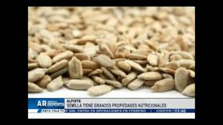 Alpiste tiene grandes propiedades nutricionales - Miércoles 20 enero 2016 Alpiste tiene grandes propiedades nutricionales - Miércoles 20 enero 2016