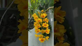 Orchid Flower ? orchid flowers shortsfeed shortsvideo shorts