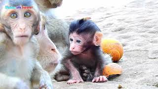 Amazing newly baby Brittany tries learning walking around mom/ Brittany is very active playing now.