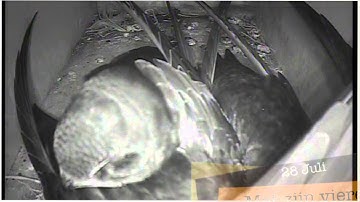 100 Dagen gierzwaluwen