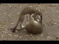 Stoat V Rat - Who Will Win? | Wildlife Moments | Fight Night