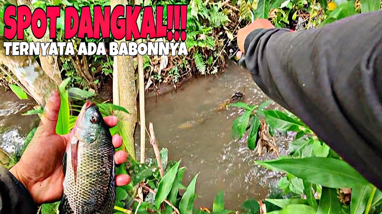 MICRO FISHING || GAK NYANGKA!!! SPOT DANGKAL ADA IKAN NILA BABONNYA..... 