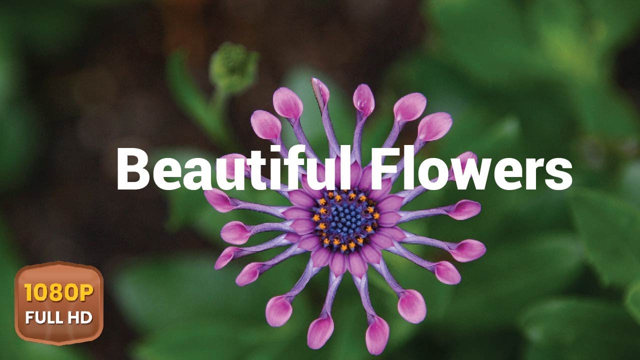 FLOWERS CAN DANCE!!! Amazing nature/ Beautiful blooming flower time