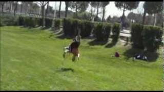 Javi huido-sampler tricking 2010