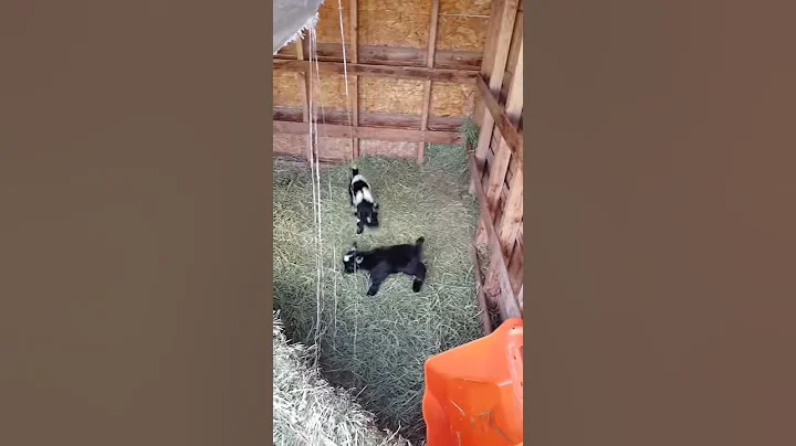 Diane's other movie of goats
