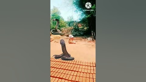 Kinemaster Editing video by Vfx 🐍 snake bhola baba de de not#funny #vfxgaurav #vfxshort #gaurav #vfx