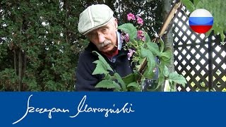 видео: Поcaдкa клeматисов картинка: Поcaдкa клeматисов