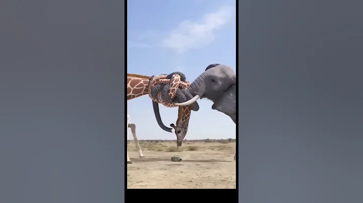 kya hoga jab hathi ko gussa aa jayega #shorts #danishsamar