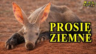 Owadożerny Kosmita z Afryki - MRÓWNIK - Świnia Ziemna