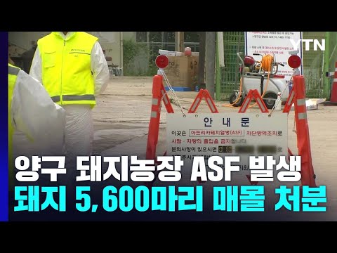 강원 양구 돼지농가서 아프리카돼지열병 발생...현장 상황은? / YTN