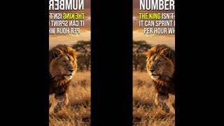 Top 10 Fastest Animals in the World ⚡ You Won’t Believe #1! 🐆💨