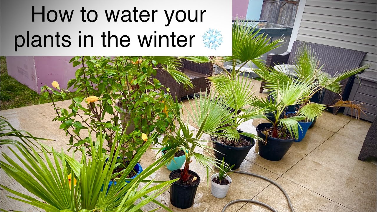 Winter watering your palms