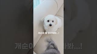 개튜브 하기 힘든 이유ㅋㅋ / 뽀삐뽀삐 강아지 비하인드