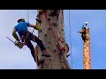 Giant Sequoia Trees Felling Climbing With Chainsaw Machines! Dangerous Tree cutting down skills.