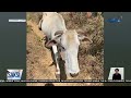 Kuwelang moments ng mga hiker sa bundok | Saksi