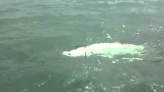 Tarpon