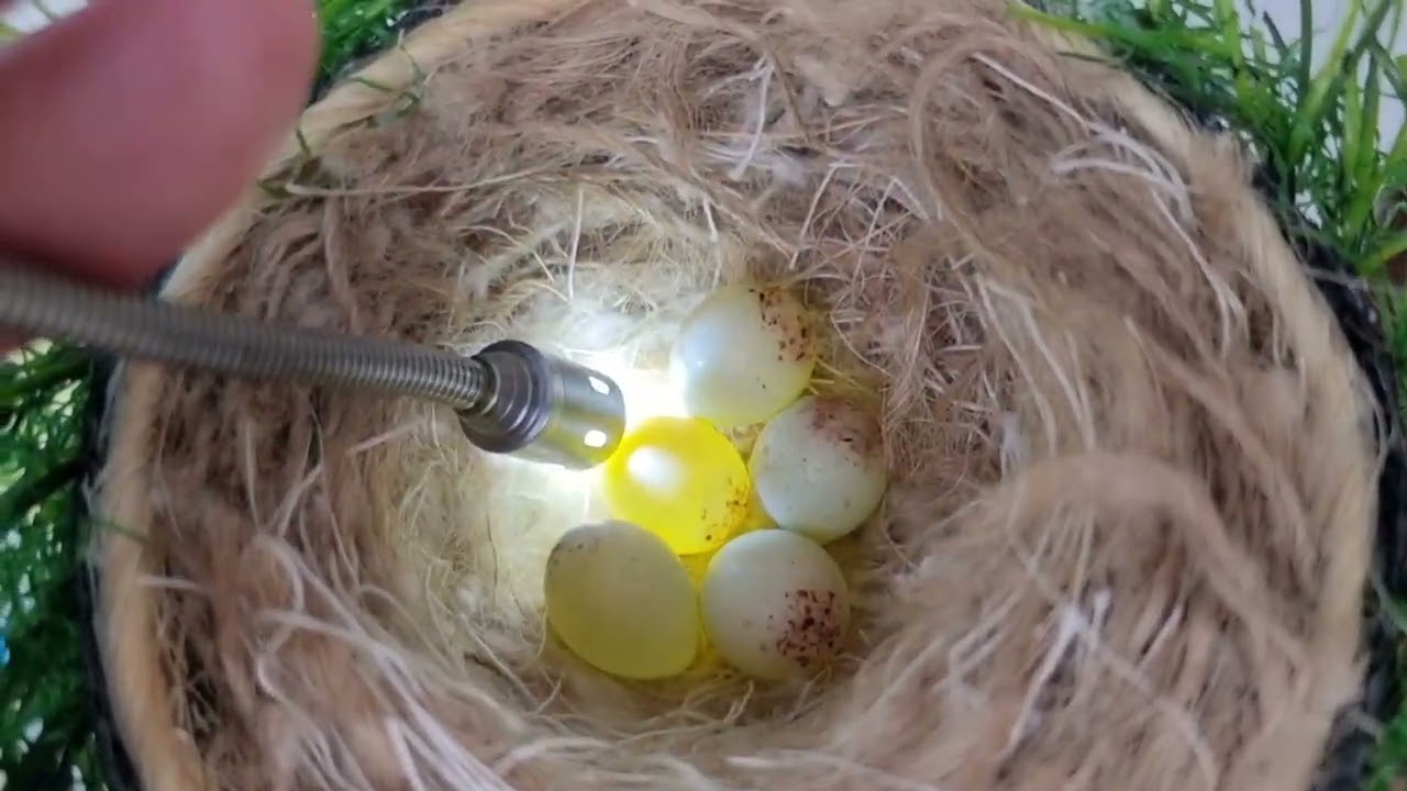 كيف نفرق بين البيض المخصب و الغير مغصب بعد مدة من الحضن