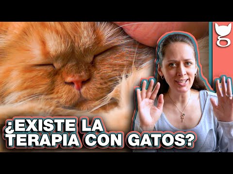 Video: Servicios Terapéuticos Para Gatos