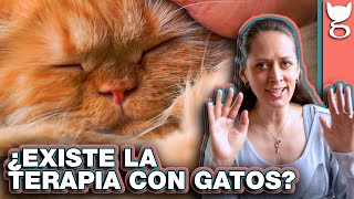 EL PODER TERAPÉUTICO DE LOS GATOS