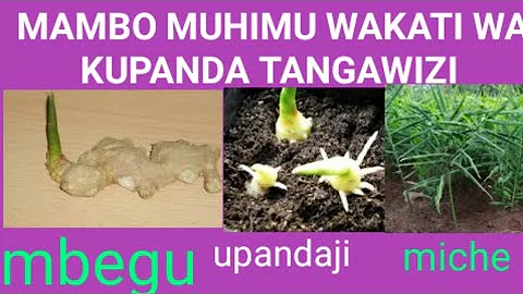 JINSI YA KUPANDA TANGAWIZI HATUA KWA HATUA