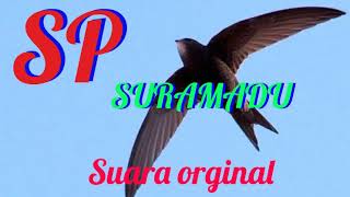 SP SURAMADU (suara pemikat bw original)