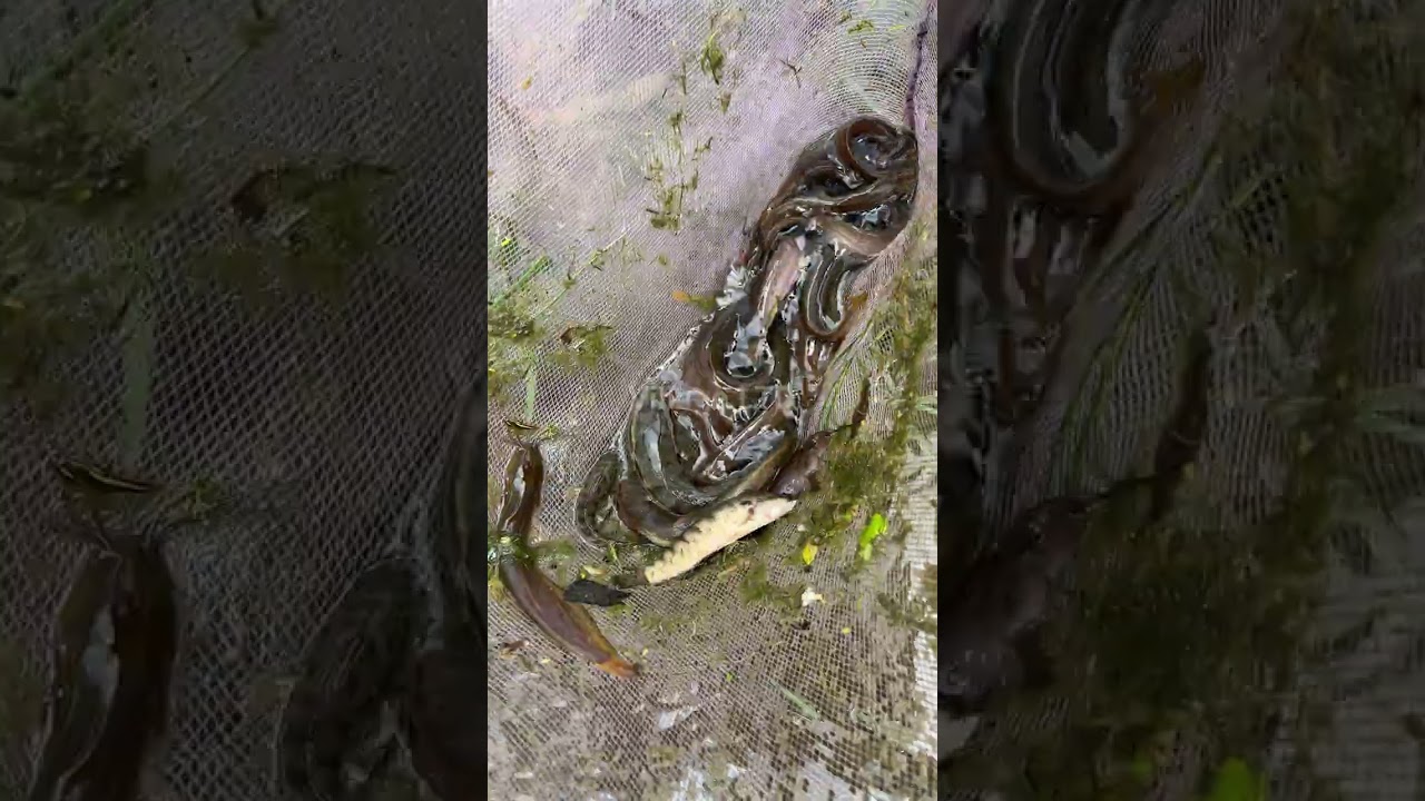 🎣 Village Ltd | Fishing for Village | Daily Food Catching from Pond & River 🌿🐟