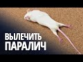 Парализованная мышь пошла: дальше – эксперименты на людях