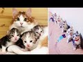 Best Kittens Videos - Am I So Cute? | Ep. #1