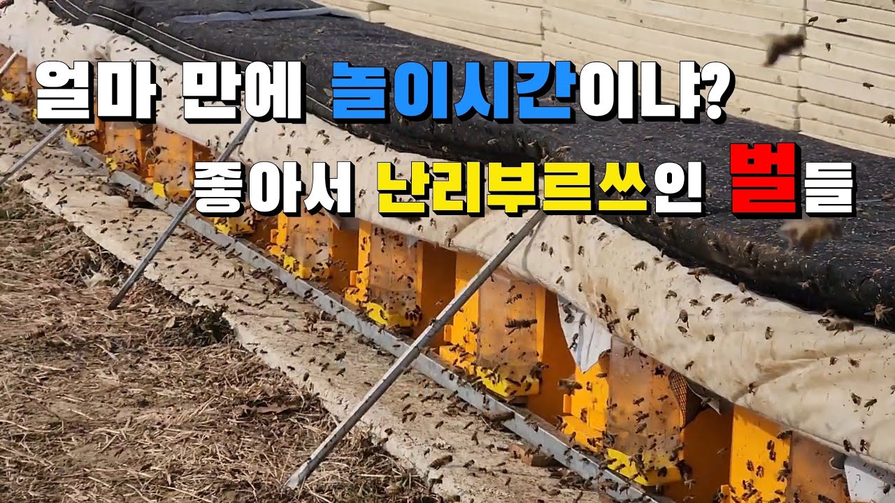 [분양예고] 유난히 길었던 한파를 온몸으로 버틴 새움 벌들의 상태는 어떨까?