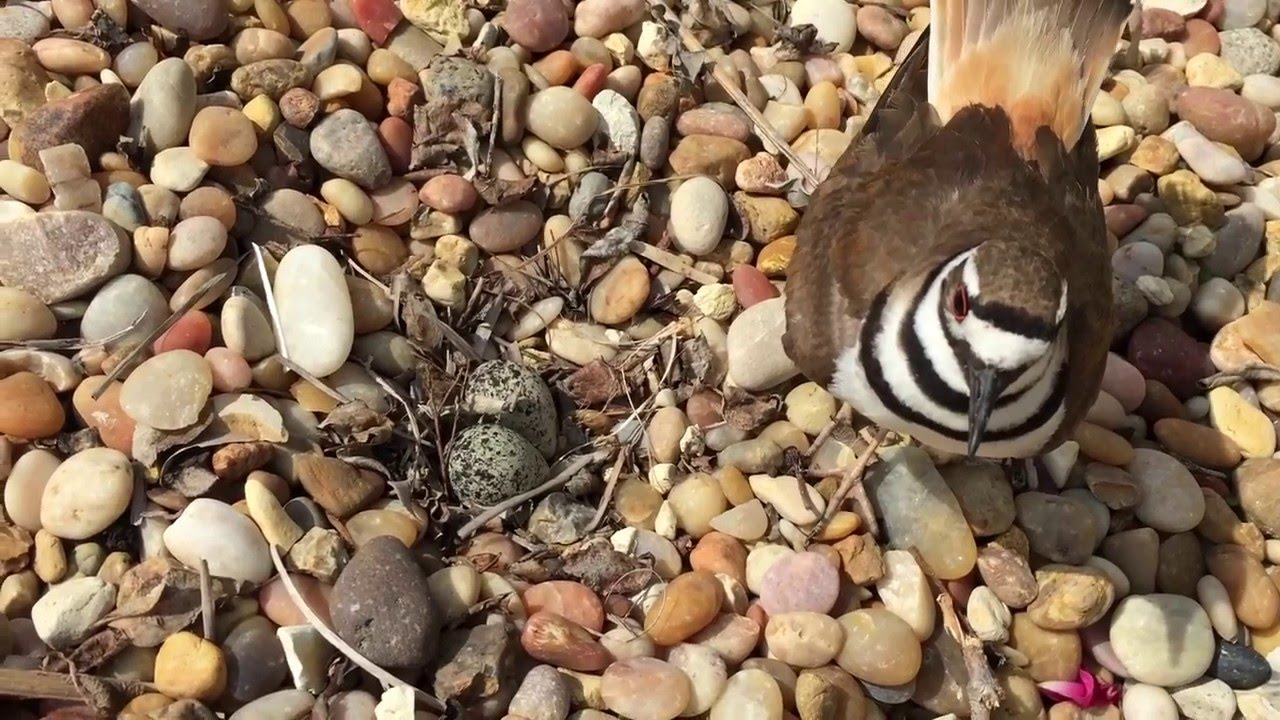 Killdeer Eggs 42516 