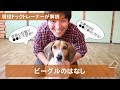 好奇心旺盛で●●好きなビーグルの話。お散歩中の引っ張りとか大丈夫ですか? どんな犬?飼い方?特徴は?現役ドックトレーナーの犬種紹介(Beagle)