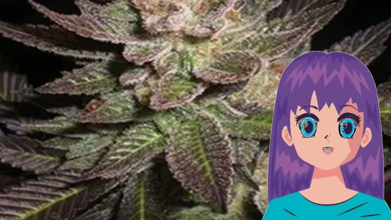 Purple Haze – G13 Labs