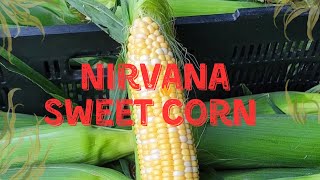 Nirvana Sweet Corn