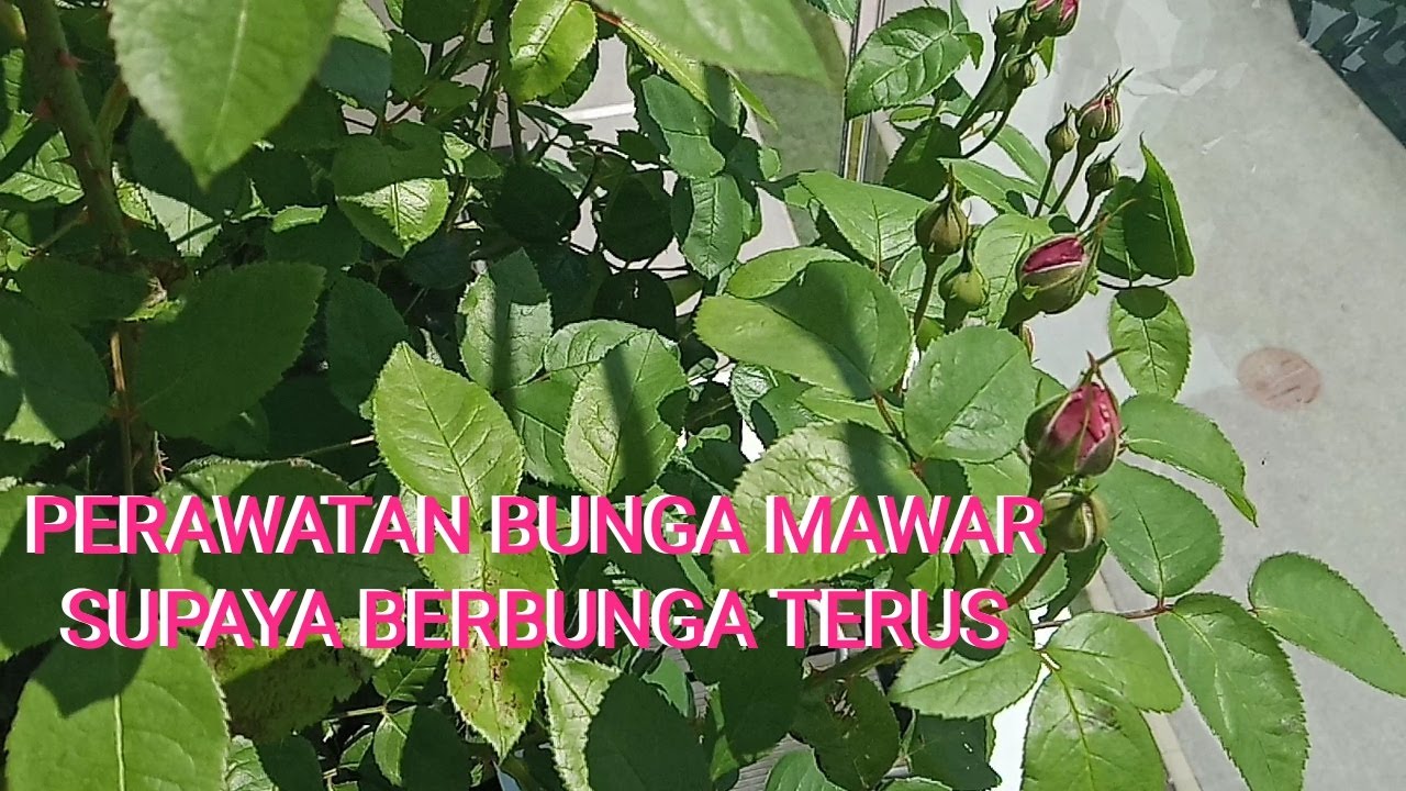  PERAWATAN  BUNGA  MAWAR  BIAR SELALU BERBUNGA YouTube