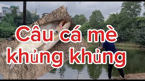 Đi câu cá mè khủng