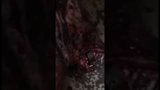 TOP 1 HOMBRE LOBO VISTO EN VENEZUELA #horror #terrorymisterio #parati #paranormal  #werewolf