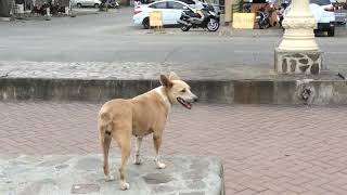 Lost Dog in Dumaguete by Shema Israel 135 views 4 years ago 6 minutes, 15 seconds