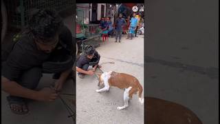 Can We Save This Injured Street Dog? 🙏