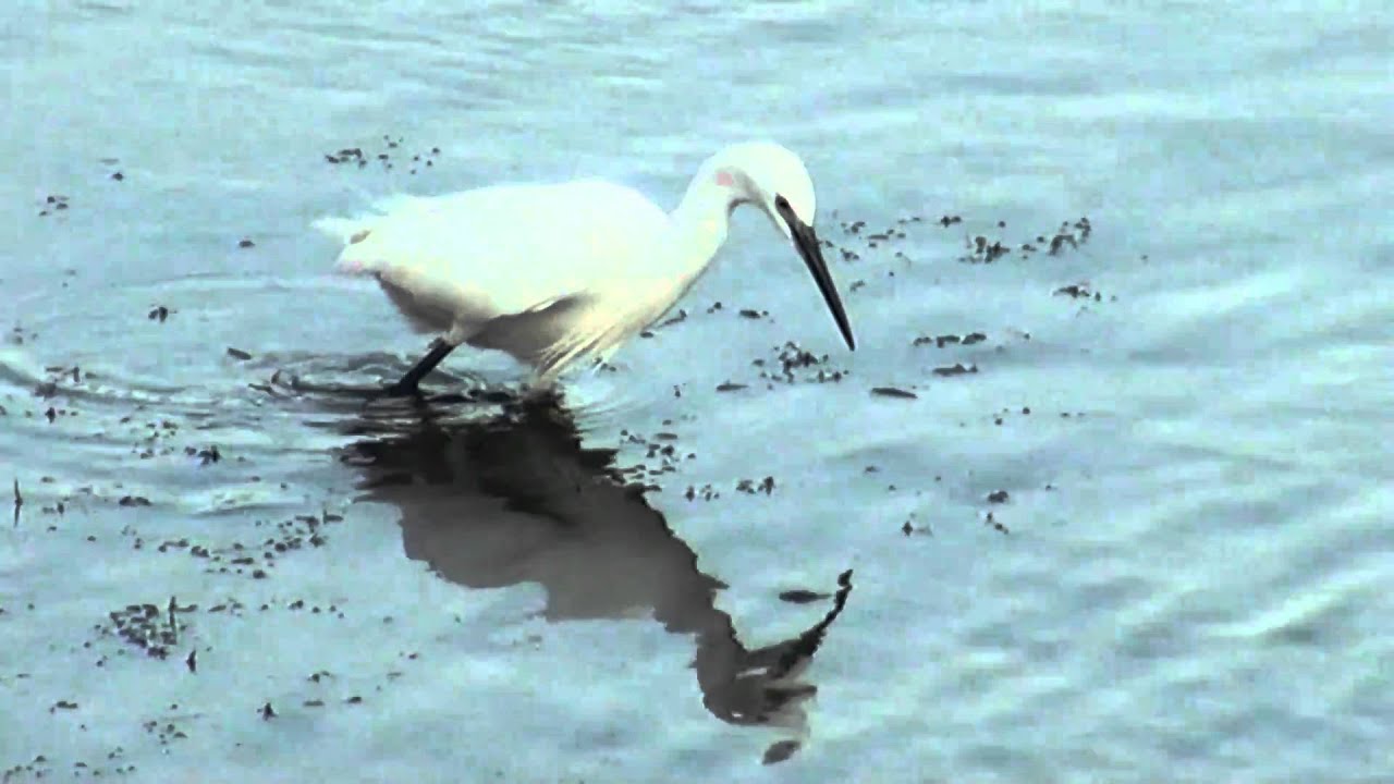 捕魚高手小白的絕招 Youtube