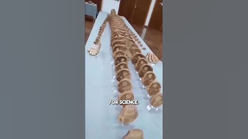 Cross section of the human body in a museum!